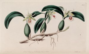 Illustratie van Coelogyne fimbriata door M. Hart